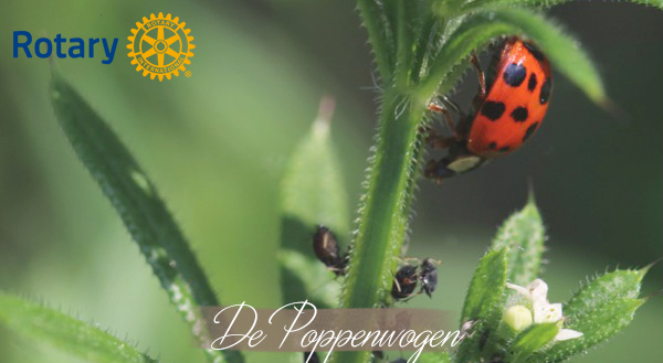 De Poppenwogen